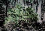 : - Gompholobium virgatum var. emarginatum