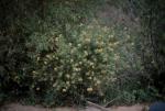 : - Gompholobium tomentosum
