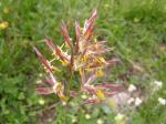Flaumiger Wiesenhafer-Helictotrichon pubescens