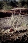 : - Hovea parvicalyx