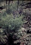 : - Kardomia squarrulosa