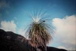 : - Kingia australis