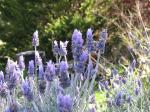 Echter Lavendel - Lavandula angustifolia