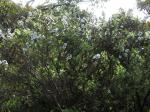 : - Leptospermum turbinatum