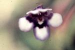 : - Lindernia crustacea