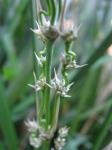 : - Lomandra longifolia