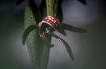 : - Pyrorchis nigricans