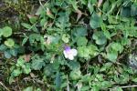 : - Mazus pumilus