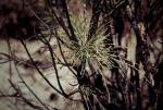 : - Melaleuca tamariscina