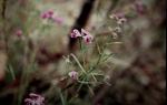 : - Mirbelia speciosa subsp. ringrosei