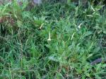 Duftender Tabak-Nicotiana suaveolens