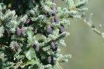 Schwarz-Fichte - Picea mariana