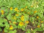 Kleinere Kapuzinerkresse - Tropaeolum minus
