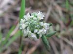 : - Poranthera microphylla
