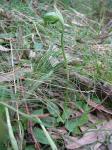 :-Pterostylis nutans
