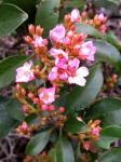 : - Rhaphiolepis indica