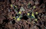 : - Rhodanthe diffusa
