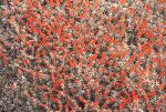 : - Anarthrophyllum desideratum