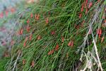 Feuerwerkstrompete - Russelia equisetiformis