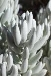 : - Senecio haworthii