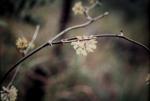: - Smilax australis