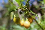 Känguruh-Wein - Solanum laciniatum