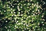 :-Baccharis magellanica