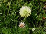 Berg-Klee - Trifolium montanum