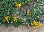 : - Brachyclados caespitosus