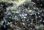 : - Wahlenbergia capillaris