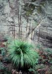 : - Xanthorrhoea arborea