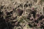 Dach-Hauswurz - Sempervivum tectorum