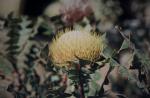 : - Banksia baxteri
