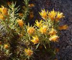 : - Chuquiraga erinacea