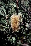 : - Banksia ornata