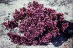 : - Andersonia caerulea