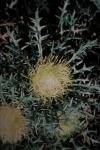 :-Dryandra nivea