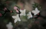 : - Boronia anemonifolia