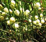 : - Ephedra frustillata