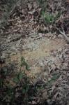 : - Boronia gracilipes