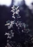 : - Brachyloma daphnoides
