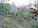 : - Bursaria spinosa