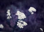 : - Conospermum taxifolium