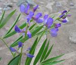 :-Lathyrus macropus
