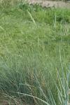 Stechende Quecke - Elymus pungens