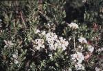 : - Epacris paludosa