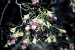 : - Eremophila sturtii