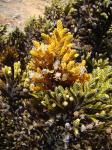 : - Loricaria ferruginea