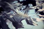 : - Grevillea glauca