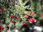 Rosmarin-Silbereiche - Grevillea rosmarinifolia